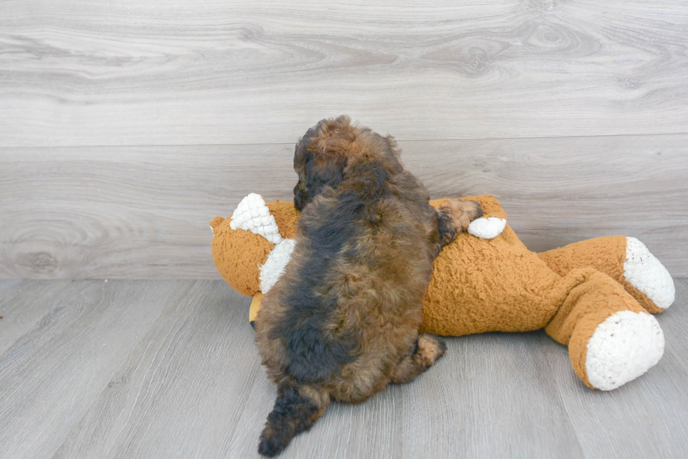 Cute Mini Goldendoodle Baby