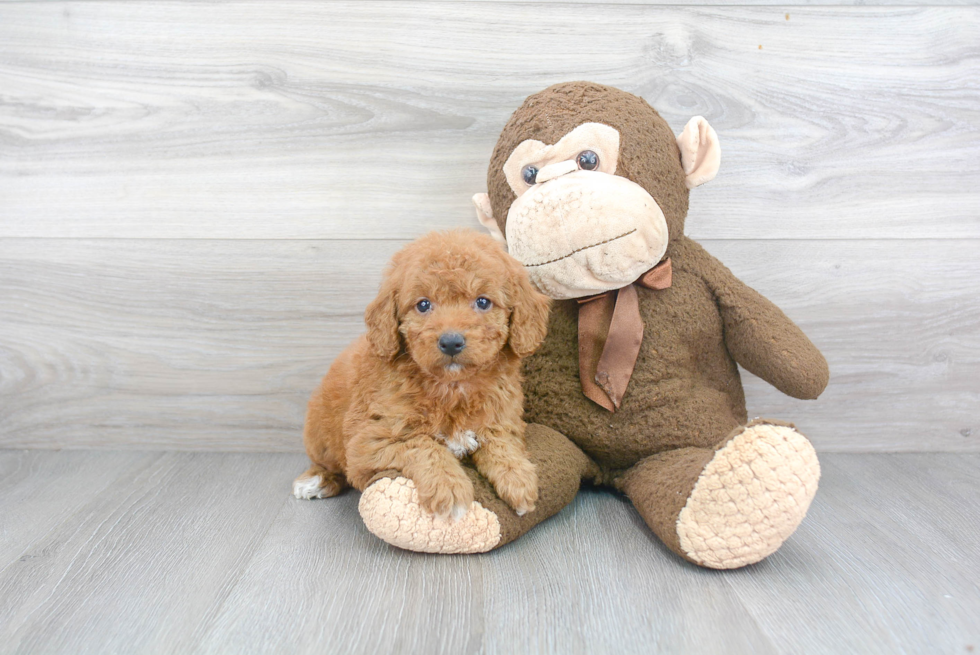 Best Mini Goldendoodle Baby