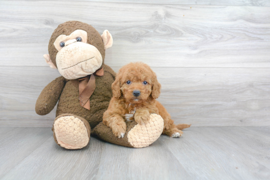 Cute Mini Goldendoodle Baby