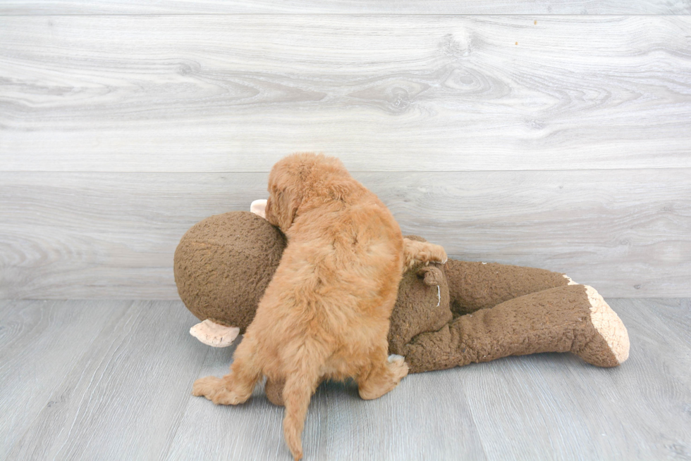 Friendly Mini Goldendoodle Baby