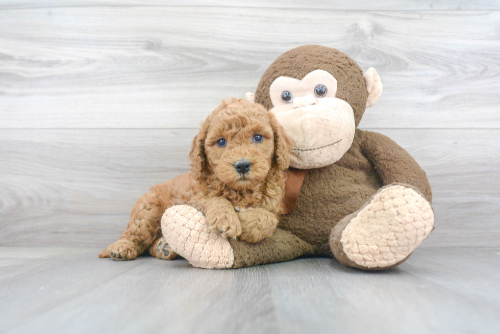 Best Mini Goldendoodle Baby