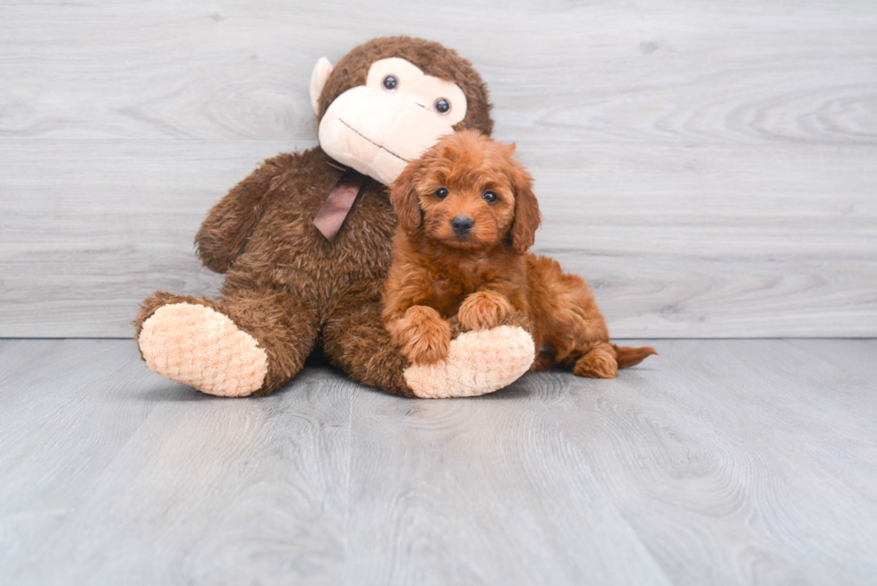 Fluffy Mini Goldendoodle Poodle Mix Pup