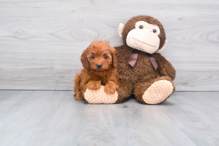 Funny Mini Goldendoodle Poodle Mix Pup