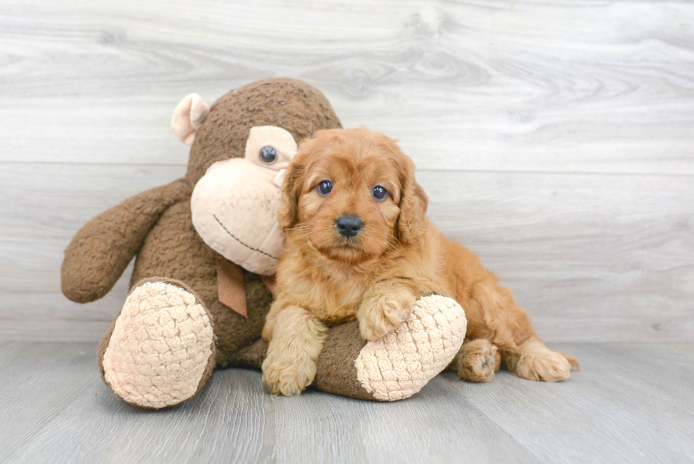 Mini Goldendoodle Puppy for Adoption