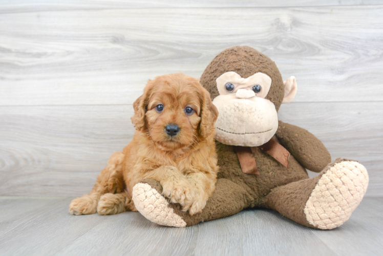 Hypoallergenic Golden Retriever Poodle Mix Puppy