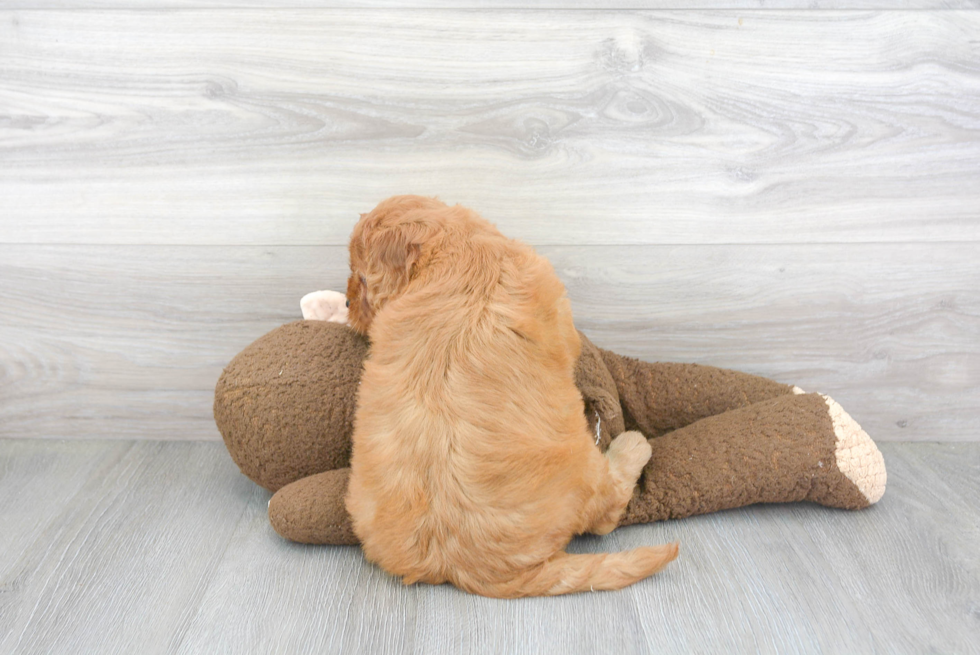 Mini Goldendoodle Pup Being Cute