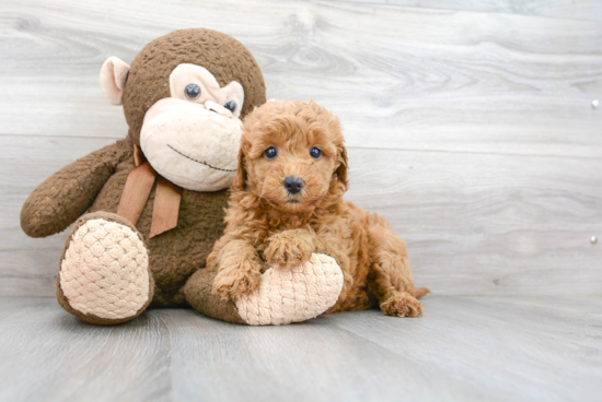 Happy Mini Goldendoodle Baby