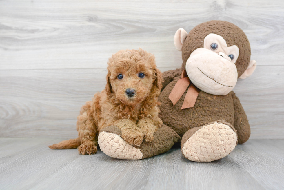 Mini Goldendoodle Pup Being Cute