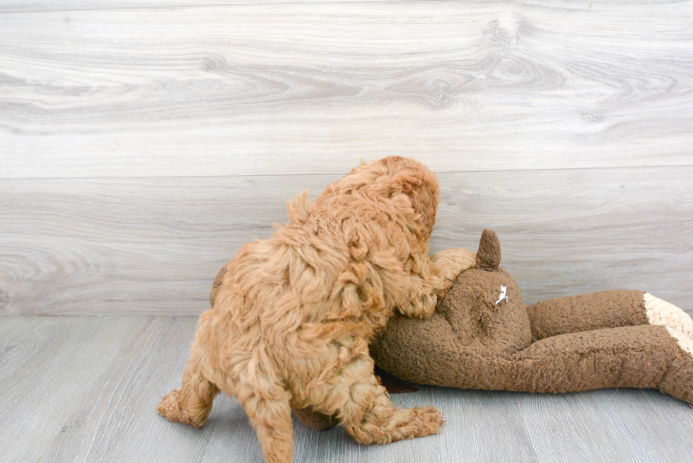 Mini Goldendoodle Puppy for Adoption