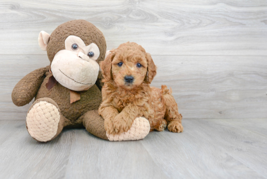 Funny Mini Goldendoodle Poodle Mix Pup