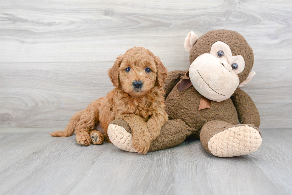 Happy Mini Goldendoodle Baby