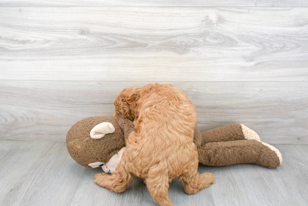 Mini Goldendoodle Pup Being Cute