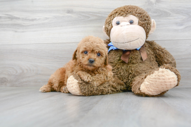 Mini Goldendoodle Puppy for Adoption