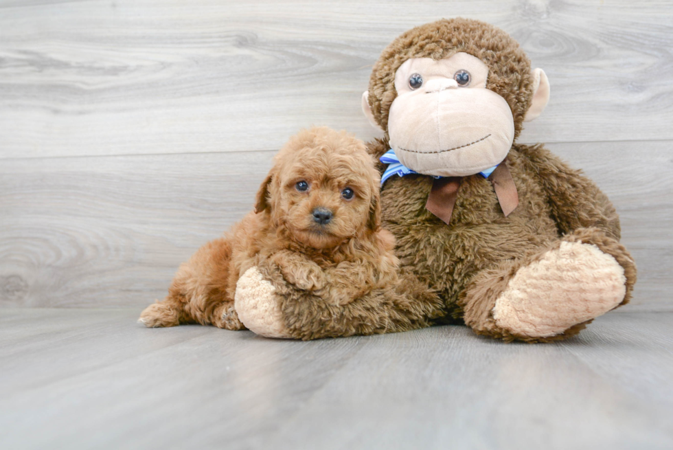 Mini Goldendoodle Puppy for Adoption