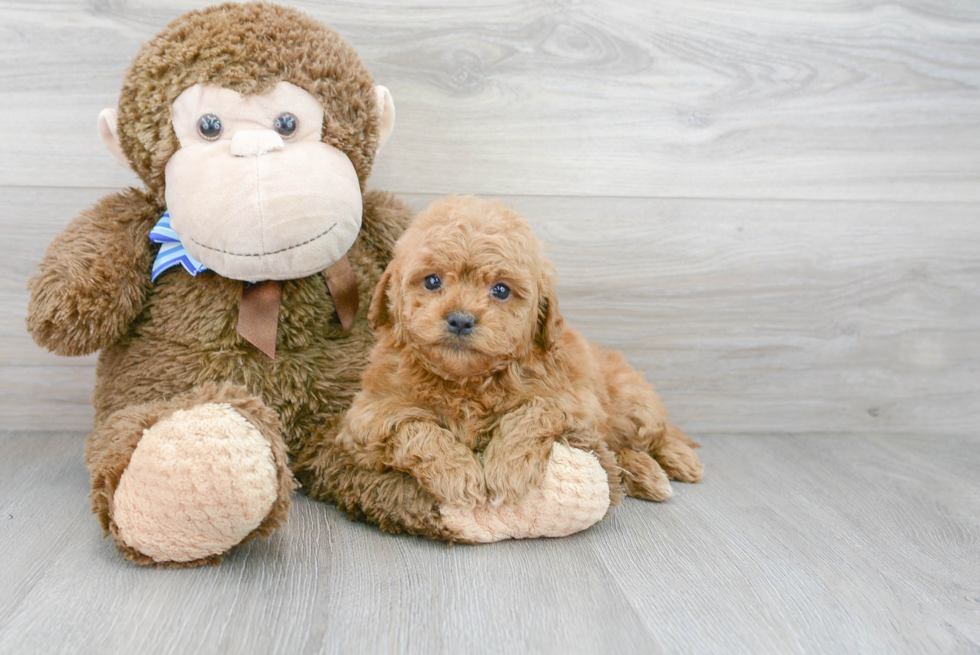 Mini Goldendoodle Pup Being Cute