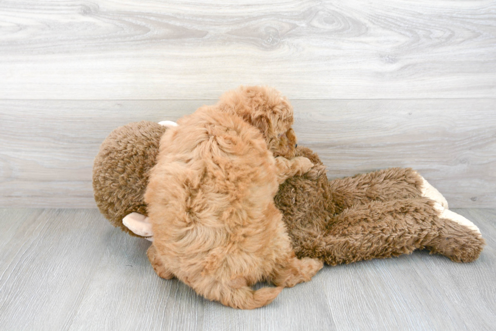 Best Mini Goldendoodle Baby