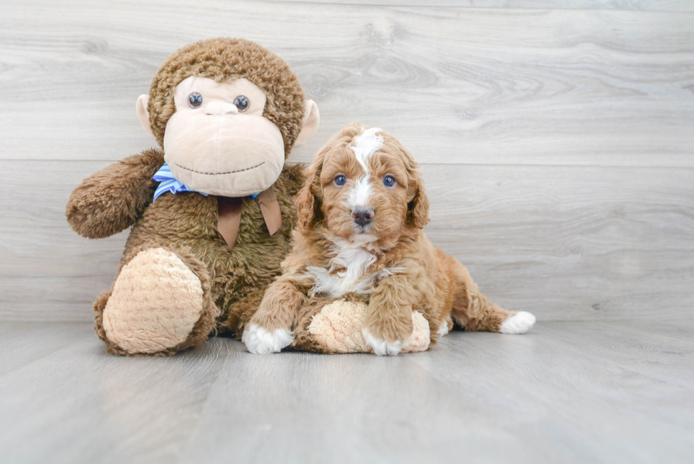 Mini Goldendoodle Pup Being Cute