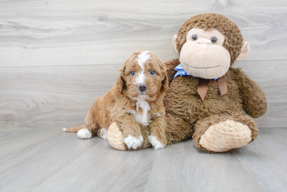 Mini Goldendoodle Pup Being Cute