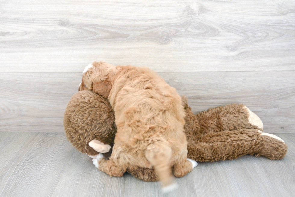 Mini Goldendoodle Pup Being Cute