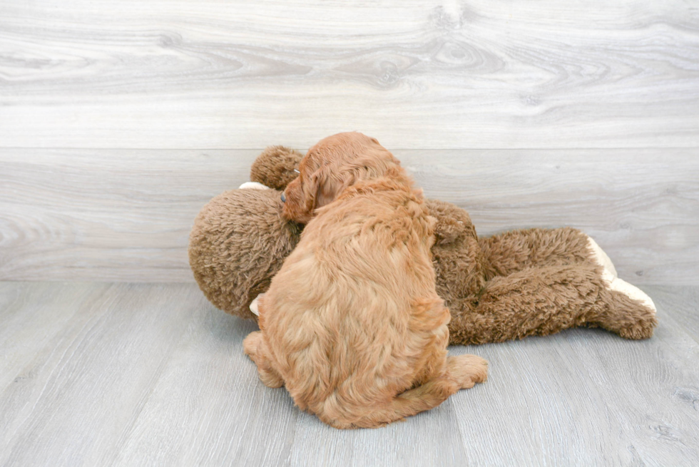 Smart Mini Goldendoodle Poodle Mix Pup