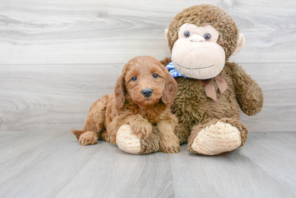 Best Mini Goldendoodle Baby