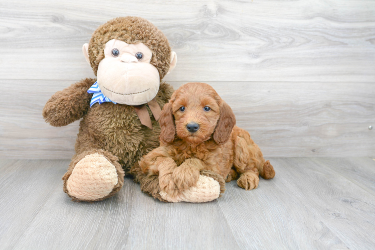 Small Mini Goldendoodle Baby