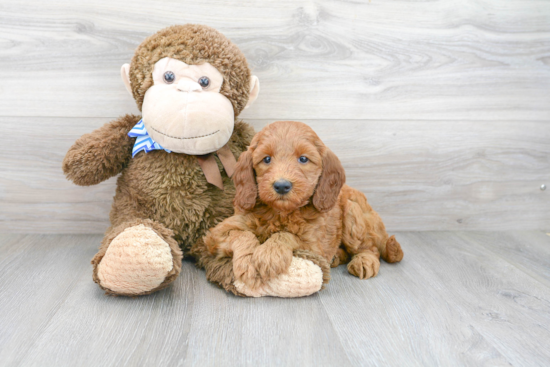 Small Mini Goldendoodle Baby