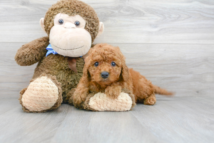 Mini Goldendoodle Pup Being Cute