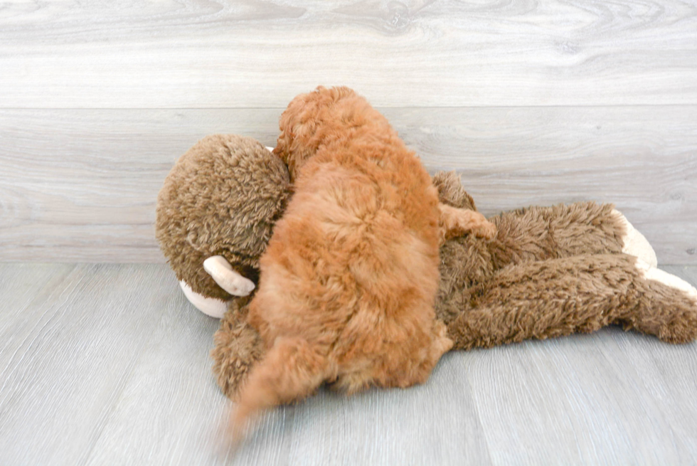 Best Mini Goldendoodle Baby