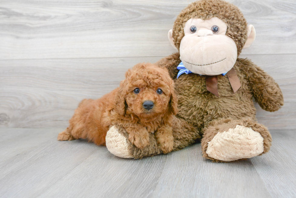 Hypoallergenic Golden Retriever Poodle Mix Puppy
