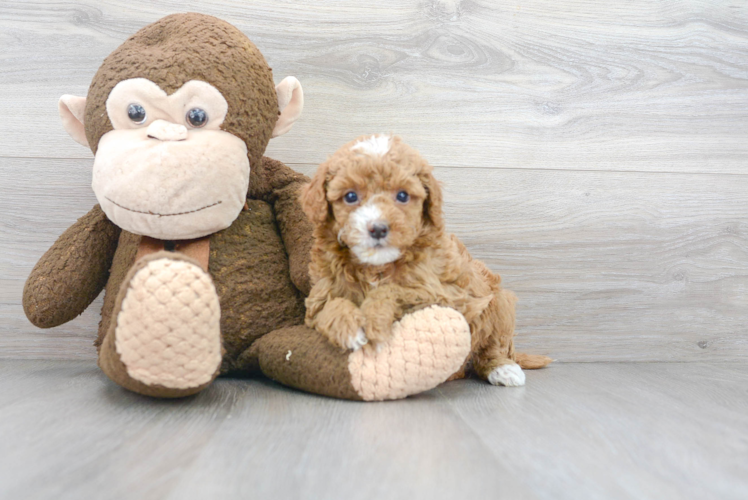 Mini Goldendoodle Pup Being Cute