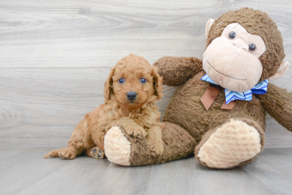 Mini Goldendoodle Puppy for Adoption