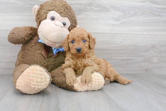 Mini Goldendoodle Pup Being Cute