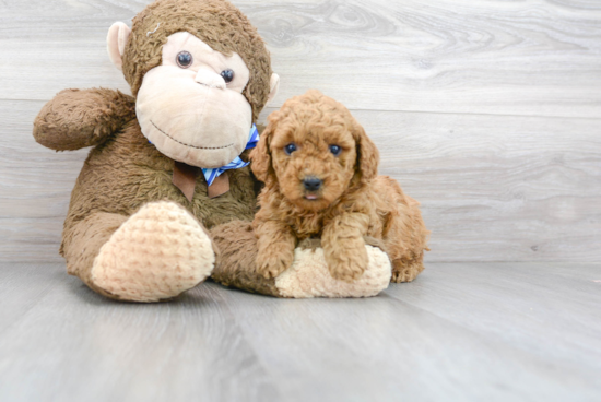 Best Mini Goldendoodle Baby