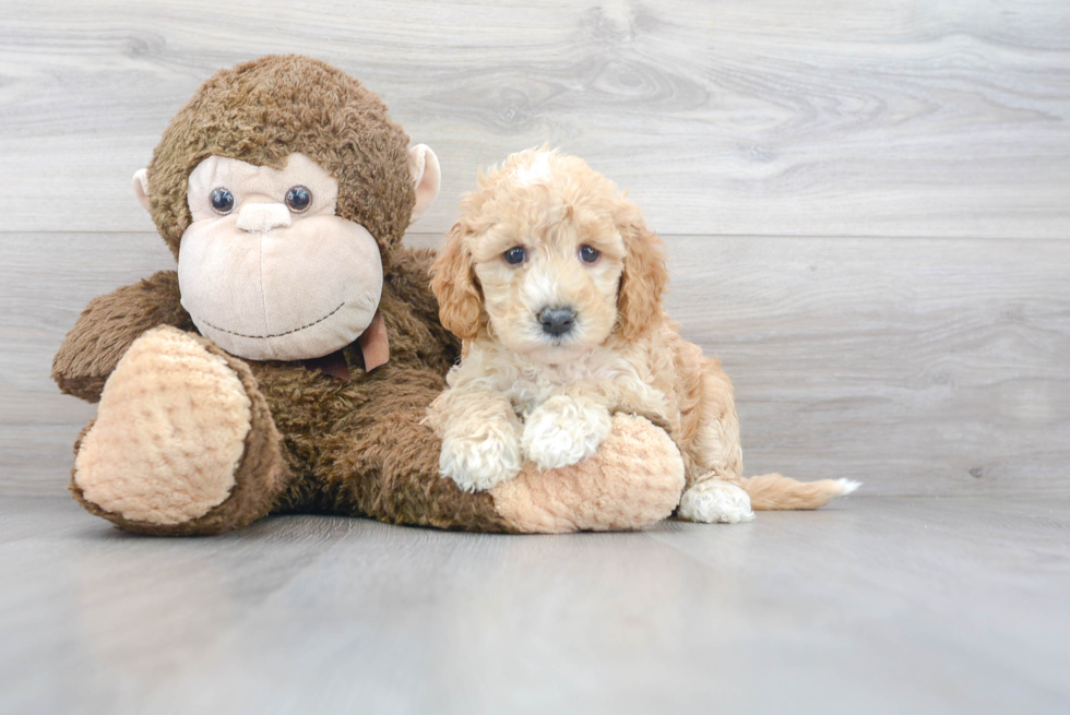 Mini Goldendoodle Puppy for Adoption