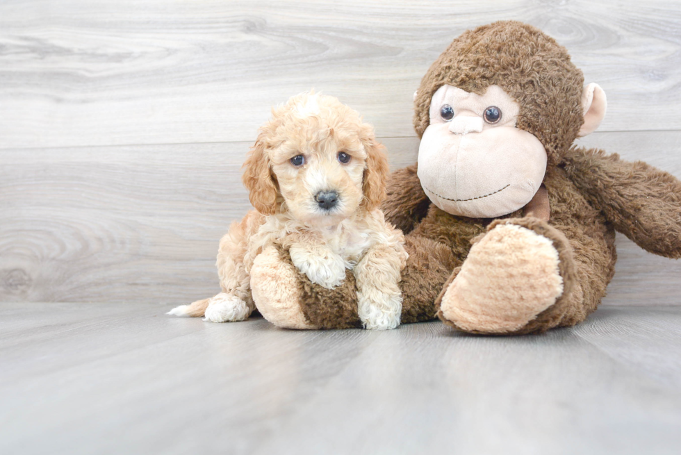 Best Mini Goldendoodle Baby