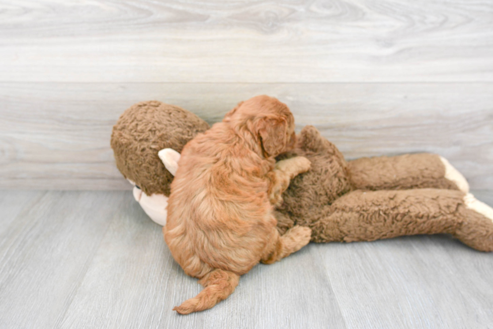 Mini Goldendoodle Pup Being Cute