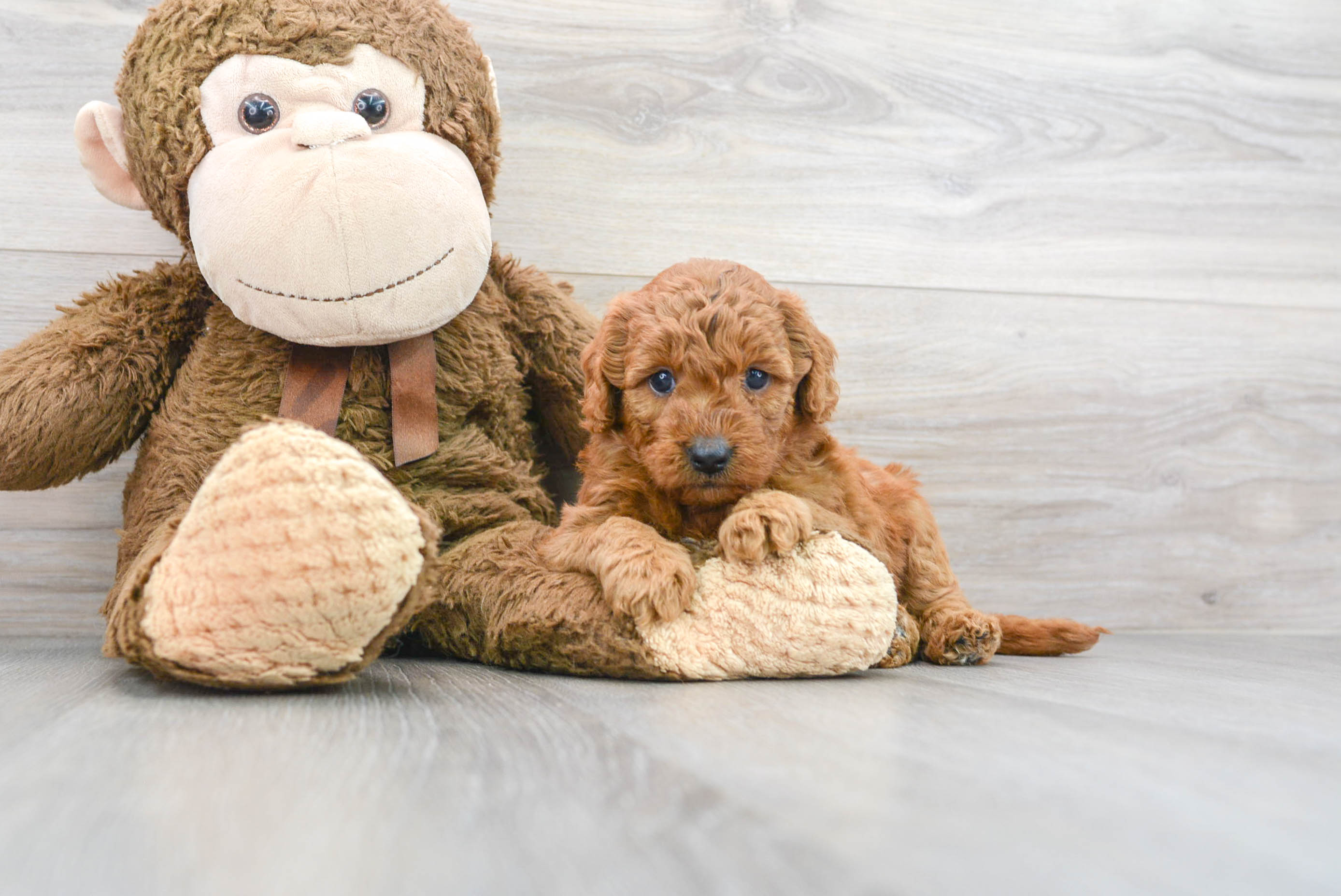 Funny Mini Goldendoodle Poodle Mix Pup