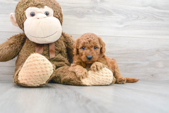 Funny Mini Goldendoodle Poodle Mix Pup