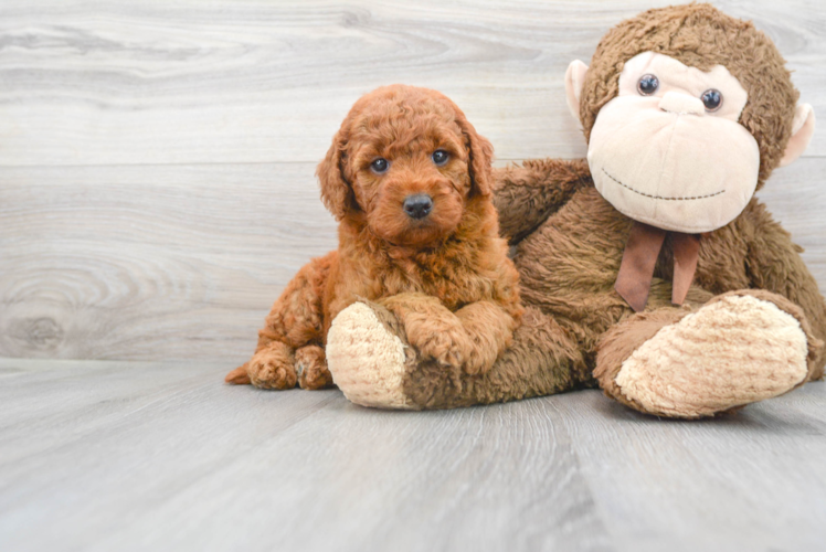 Funny Mini Goldendoodle Poodle Mix Pup