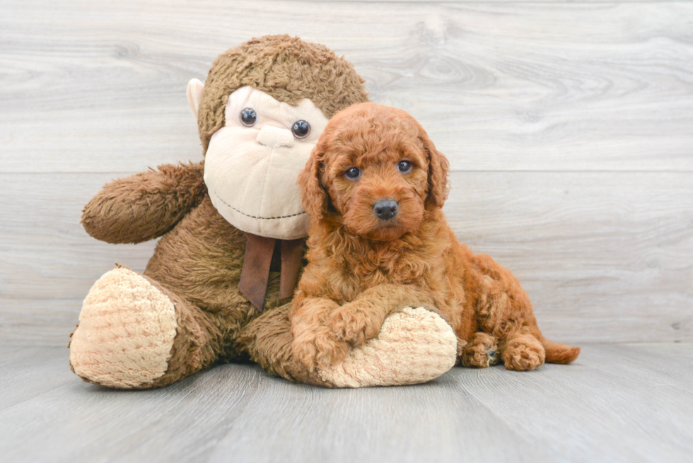 Hypoallergenic Golden Retriever Poodle Mix Puppy