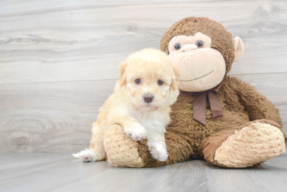 Mini Goldendoodle Pup Being Cute