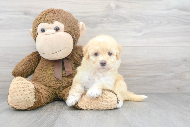 Mini Goldendoodle Puppy for Adoption