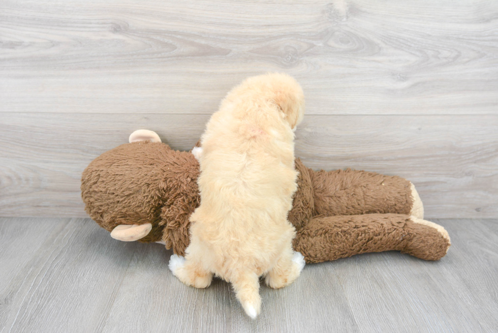 Mini Goldendoodle Pup Being Cute