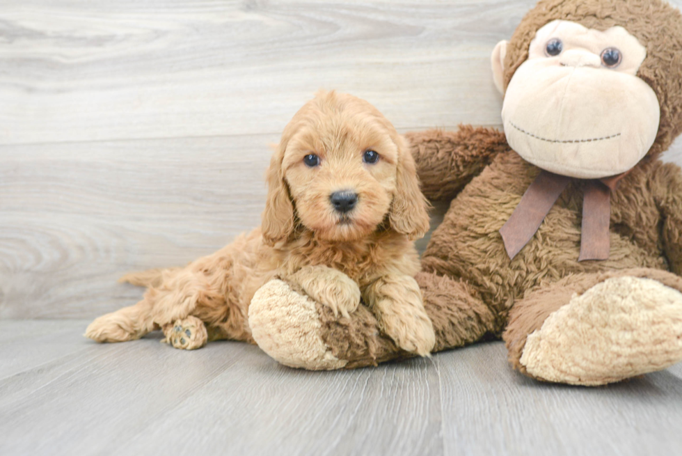 Adorable Golden Retriever Poodle Mix Puppy