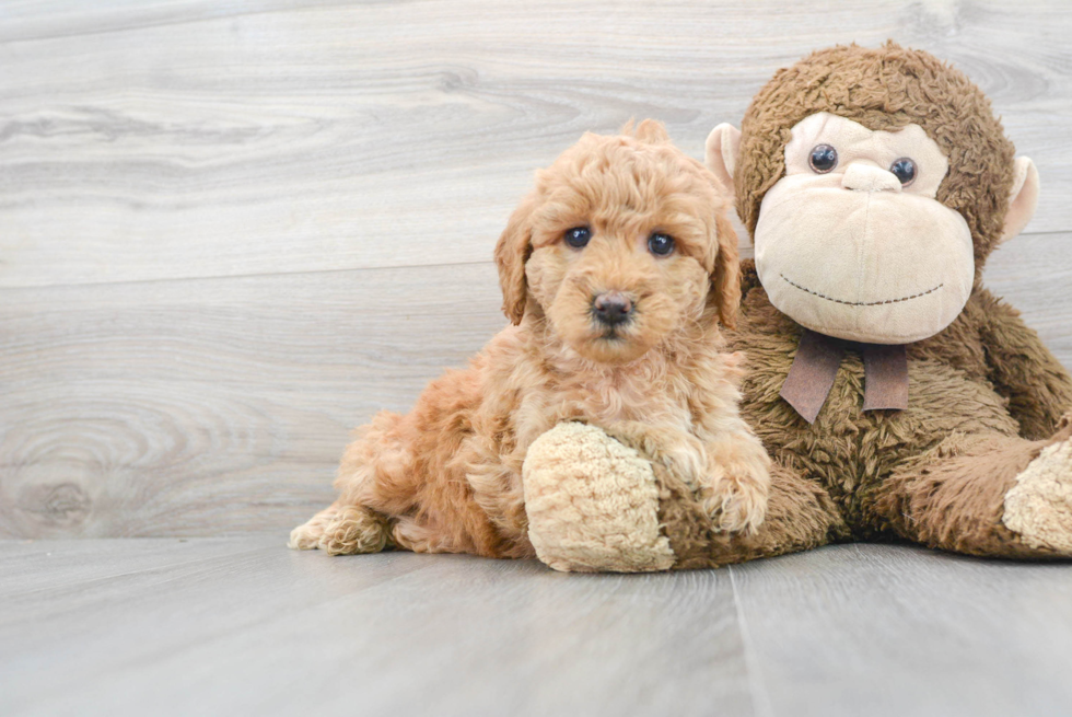 Best Mini Goldendoodle Baby