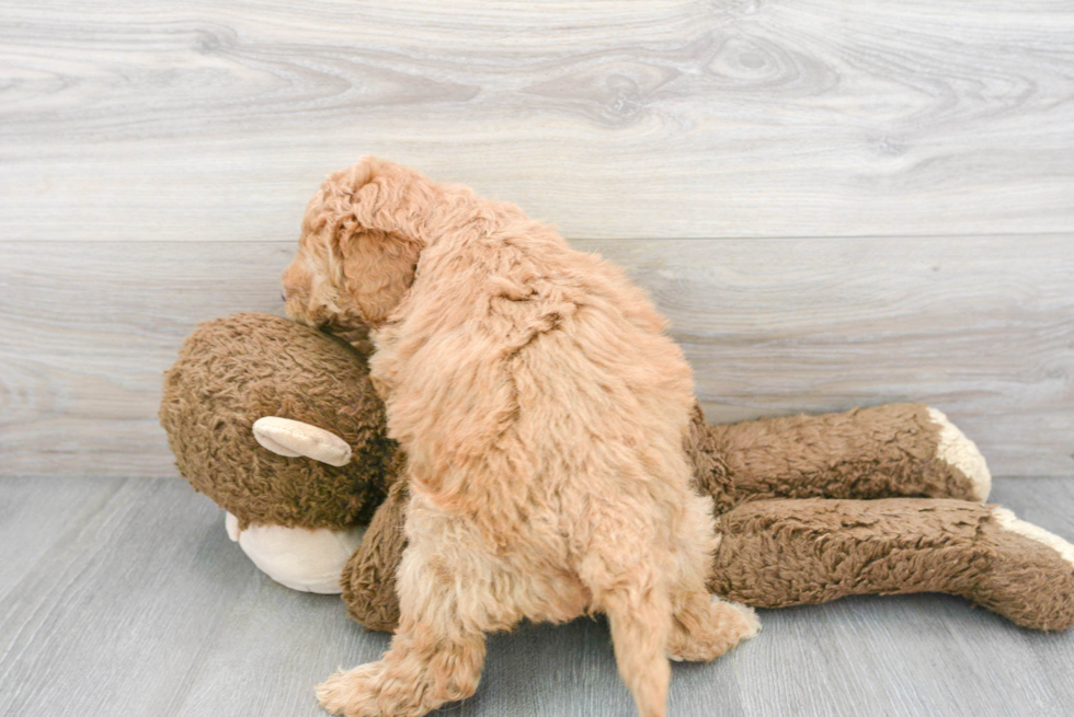 Mini Goldendoodle Pup Being Cute