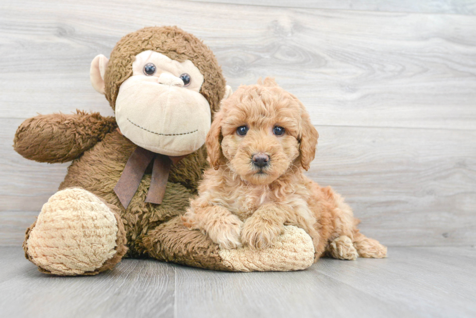 Popular Mini Goldendoodle Poodle Mix Pup