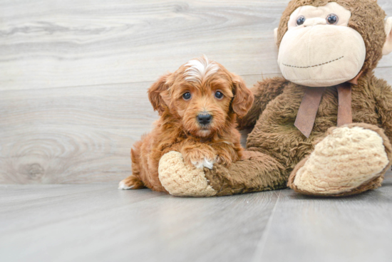 Adorable Golden Retriever Poodle Mix Puppy