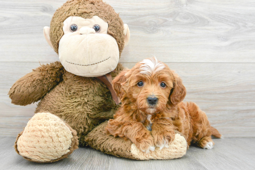 Friendly Mini Goldendoodle Baby